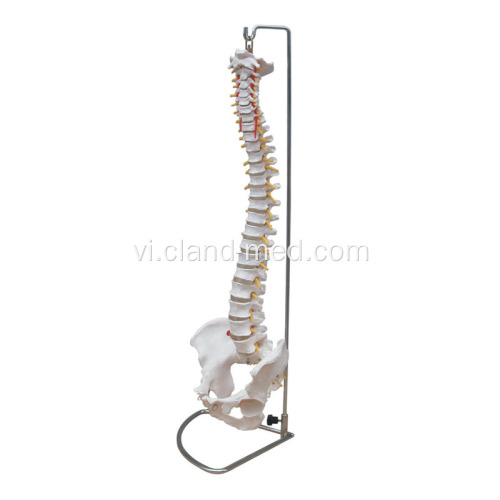 Cột sống với cột sống bằng pelvis